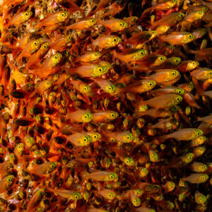 Dense school of golden sweepers in a cave, vertical framing, Raja Ampat, Indonesia
