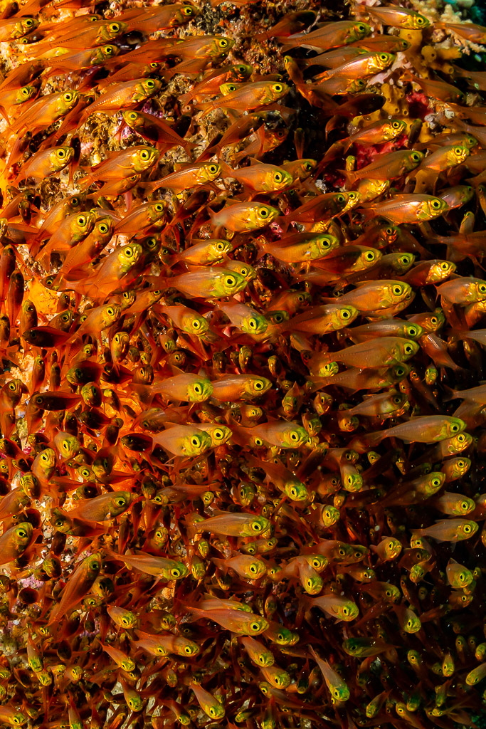 Dense school of golden sweepers in a cave, vertical framing, Raja Ampat, Indonesia