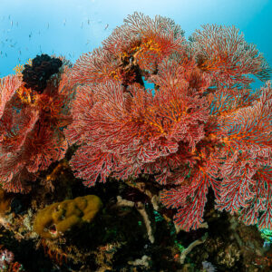 Large red gorgonian sea fans on a reef top in blue water, Raja Ampat, Indonesia
