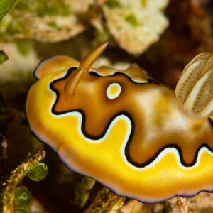 Co's chromodoris nudibranch with wavy black and gold pattern, Raja Ampat, Indonesia