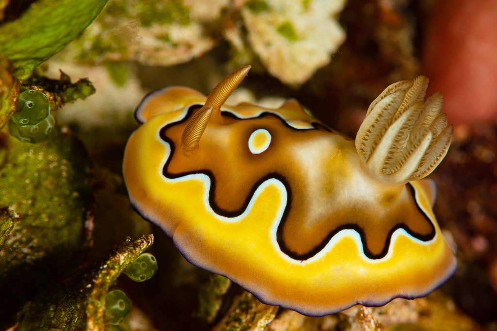 Co's chromodoris nudibranch with wavy black and gold pattern, Raja Ampat, Indonesia