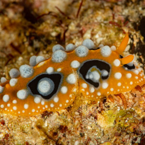 Ocellated phyllidia nudibranch with orange body and eye-spots, Raja Ampat, Indonesia