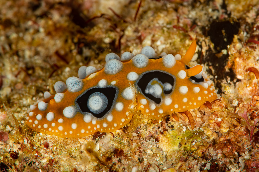 Ocellated phyllidia nudibranch with orange body and eye-spots, Raja Ampat, Indonesia