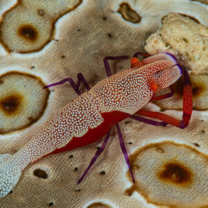 Emperor shrimp riding on a spotted sea cucumber, Raja Ampat, Indonesia