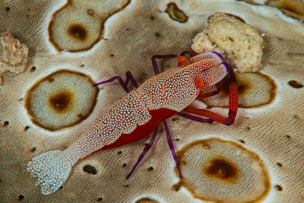 Emperor shrimp riding on a spotted sea cucumber, Raja Ampat, Indonesia