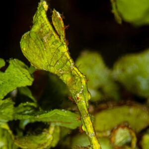 Halimeda ghost pipefish camouflaged among green halimeda algae, Raja Ampat, Indonesia