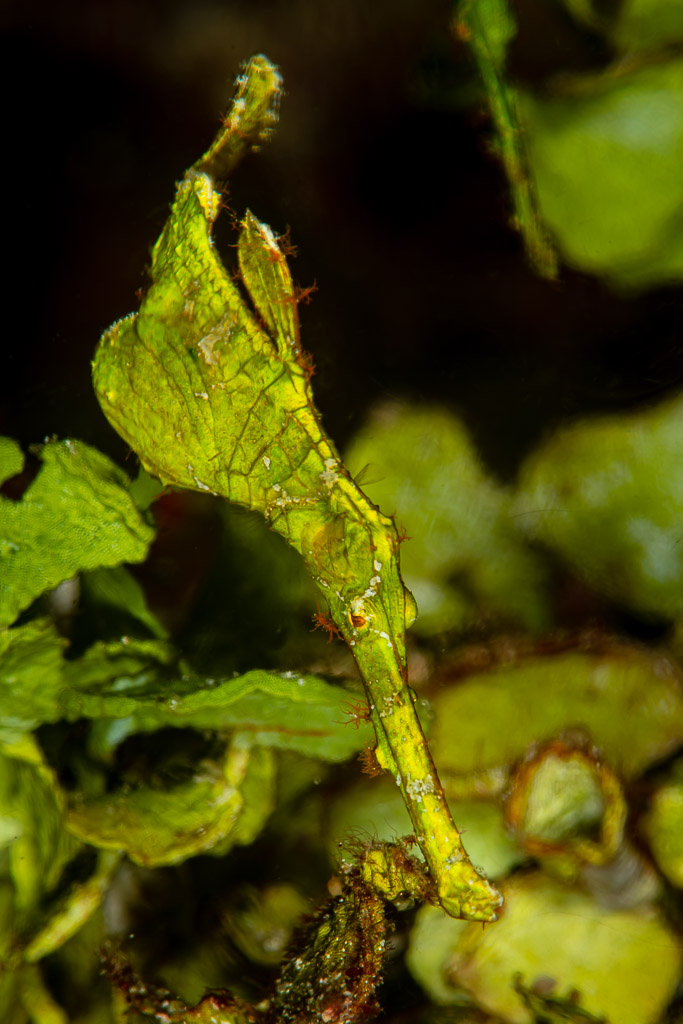Halimeda ghost pipefish camouflaged among green halimeda algae, Raja Ampat, Indonesia