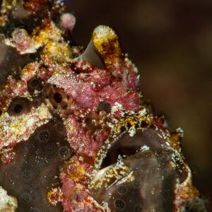 Painted frogfish head camouflaged on encrusted coral, vertical framing, Raja Ampat, Indonesia