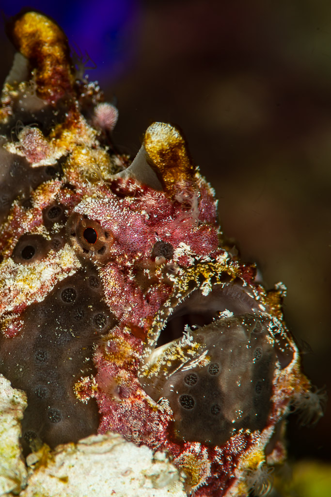 Painted frogfish head camouflaged on encrusted coral, vertical framing, Raja Ampat, Indonesia