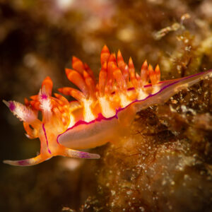 Orange aeolid nudibranch with purple-lined body on the reef, Raja Ampat, Indonesia