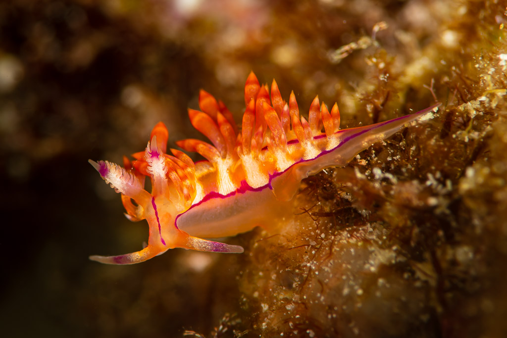 Orange aeolid nudibranch with purple-lined body on the reef, Raja Ampat, Indonesia
