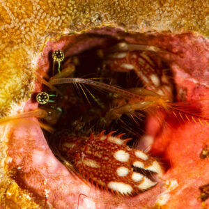 Coral hermit crab with spotted claw in its hole in a coral, Raja Ampat, Indonesia
