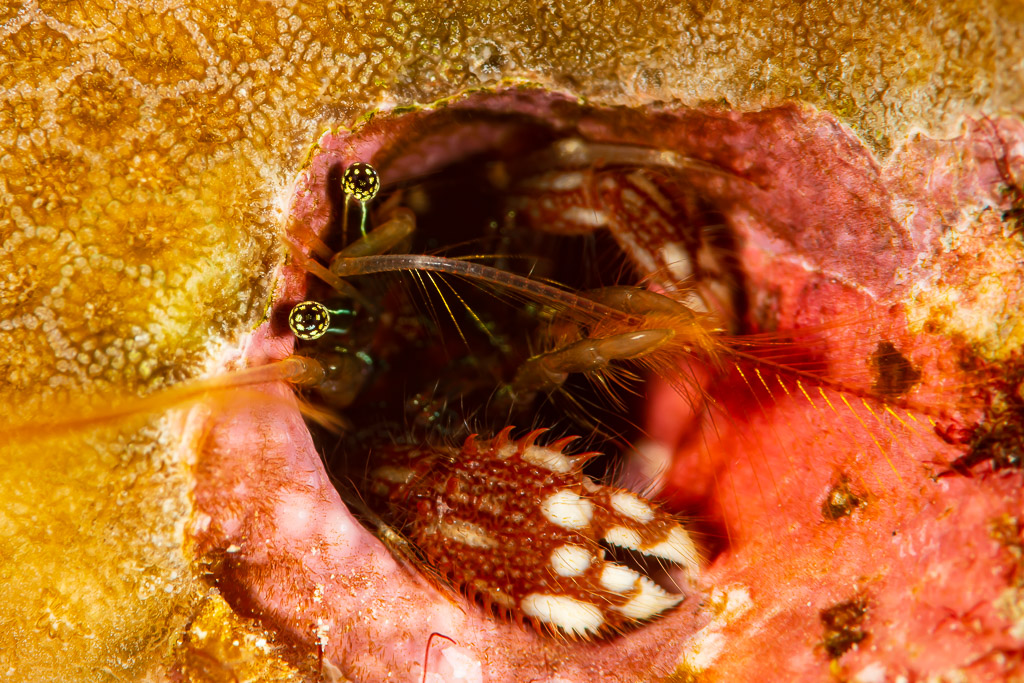Coral hermit crab with spotted claw in its hole in a coral, Raja Ampat, Indonesia