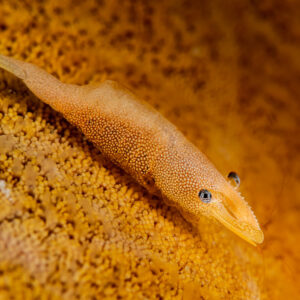 Sea star shrimp camouflaged on a yellow sea star, diagonal view, Kri Island, Raja Ampat, Indonesia