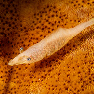 Sea star shrimp on a spotted orange sea star, head toward camera, Kri Island, Raja Ampat, Indonesia