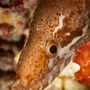 Brown moray head with white blotches peering from the reef, vertical framing, Raja Ampat, Indonesia