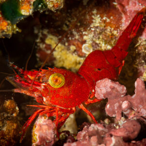Red hinge-beak shrimp with large eye on the reef at night, Raja Ampat, Indonesia