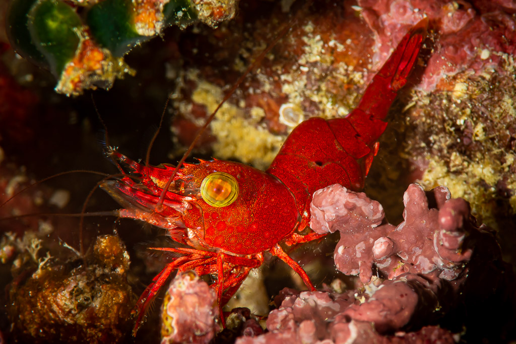 Red hinge-beak shrimp with large eye on the reef at night, Raja Ampat, Indonesia
