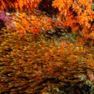 Golden sweepers swarming among orange soft corals, Raja Ampat, Indonesia