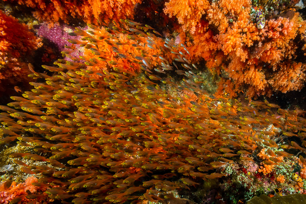 Golden sweepers swarming among orange soft corals, Raja Ampat, Indonesia
