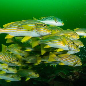 Banc de gaterins rubans en eau verte au-dessus du récif, Raja Ampat, Indonésie