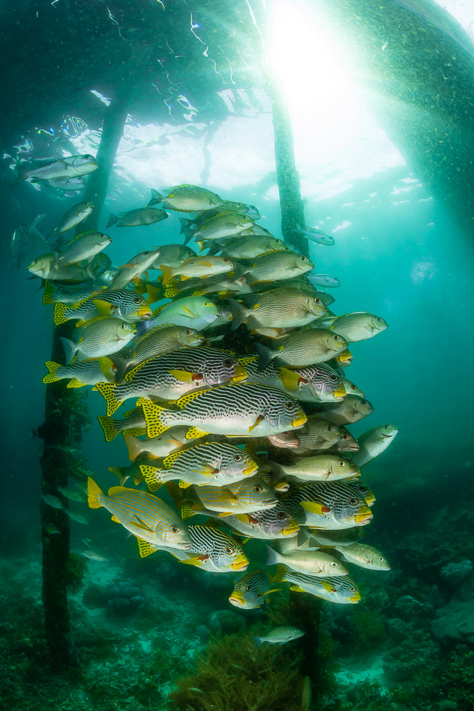 School of sweetlips under jetty pilings with sunlight, vertical framing, Raja Ampat, Indonesia