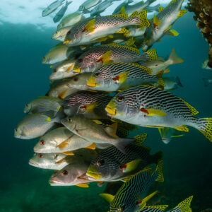 Dense school of sweetlips and rabbitfish against a jetty piling, Raja Ampat, Indonesia