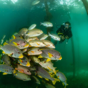Woman diver behind a school of sweetlips among jetty pilings, Raja Ampat, Indonesia
