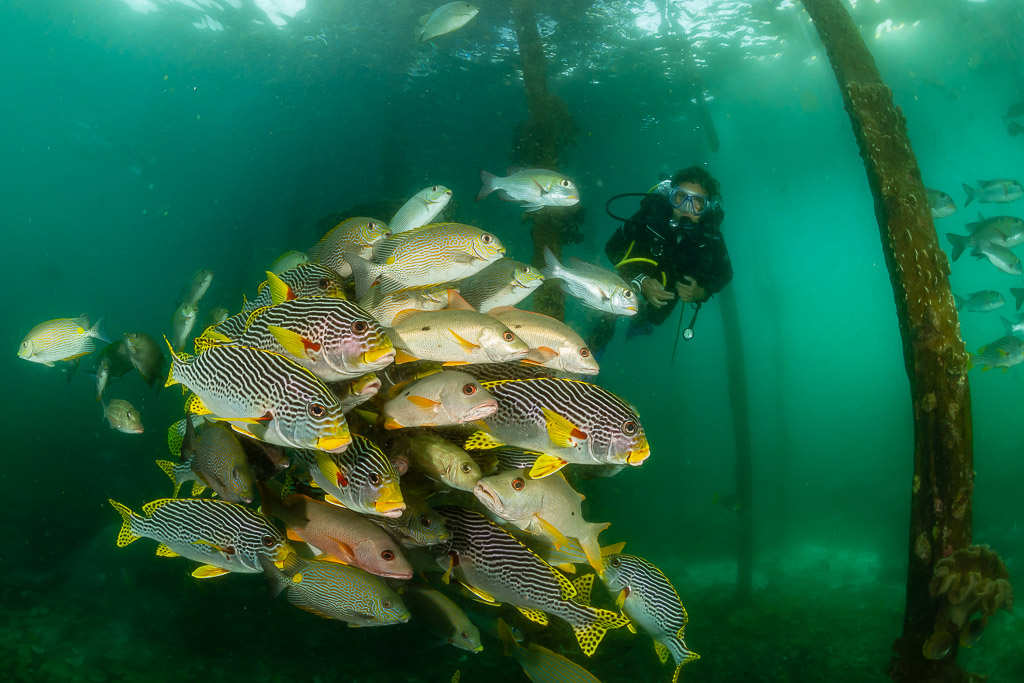 Woman diver behind a school of sweetlips among jetty pilings, Raja Ampat, Indonesia