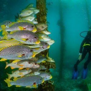 Woman diver facing a school of sweetlips beside a jetty piling, Raja Ampat, Indonesia