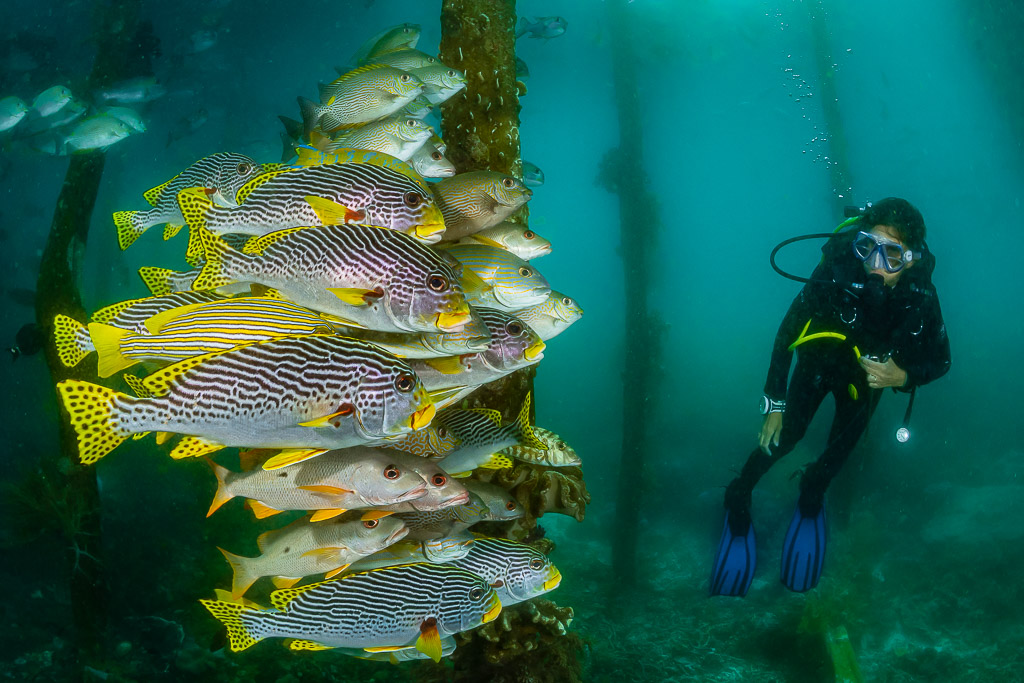 Woman diver facing a school of sweetlips beside a jetty piling, Raja Ampat, Indonesia