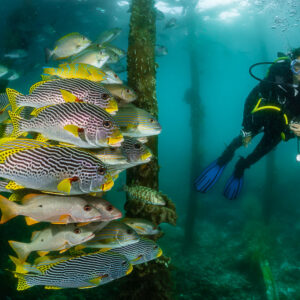Woman diver watching a close school of sweetlips under a jetty, Raja Ampat, Indonesia