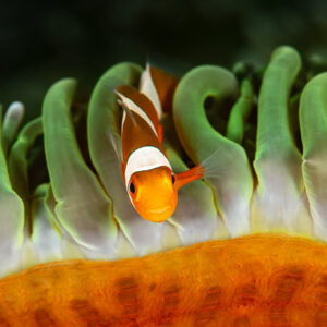 False clown anemonefish among green-tipped anemone tentacles, Raja Ampat, Indonesia