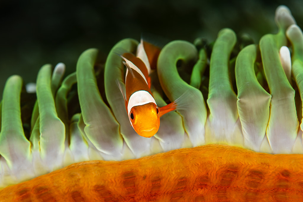 False clown anemonefish among green-tipped anemone tentacles, Raja Ampat, Indonesia