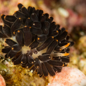 Black nudibranch with dense dark cerata seen from above, Raja Ampat, Indonesia