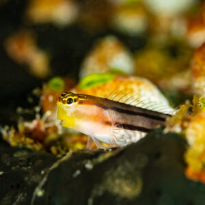 Yellow-headed coralblenny perched on a reef with sea squirts, Raja Ampat, Indonesia