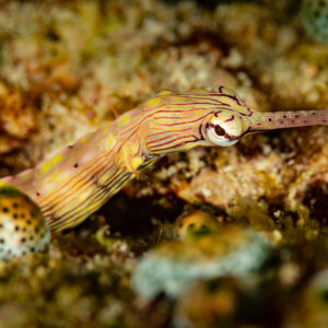 Orange-spotted pipefish lying on sandy reef bottom, Raja Ampat, Indonesia