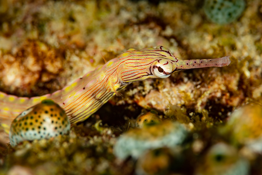 Orange-spotted pipefish lying on sandy reef bottom, Raja Ampat, Indonesia