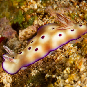 Cream nudibranch with purple spots and purple border on rubble, Raja Ampat, Indonesia