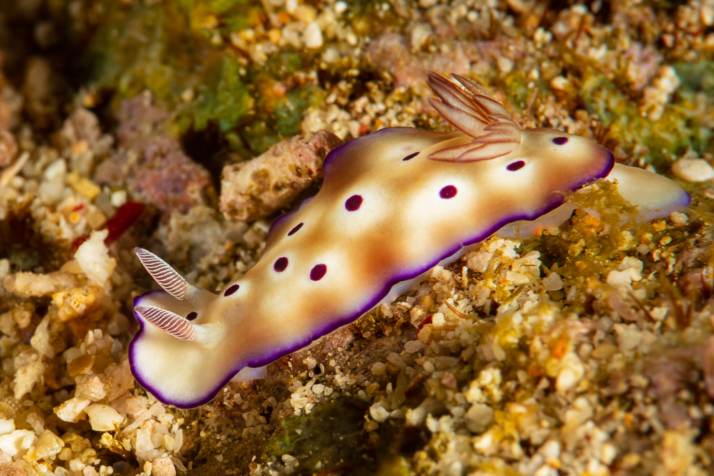 Cream nudibranch with purple spots and purple border on rubble, Raja Ampat, Indonesia