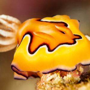 Co's chromodoris nudibranch with feathery gills, close-up, Raja Ampat, Indonesia