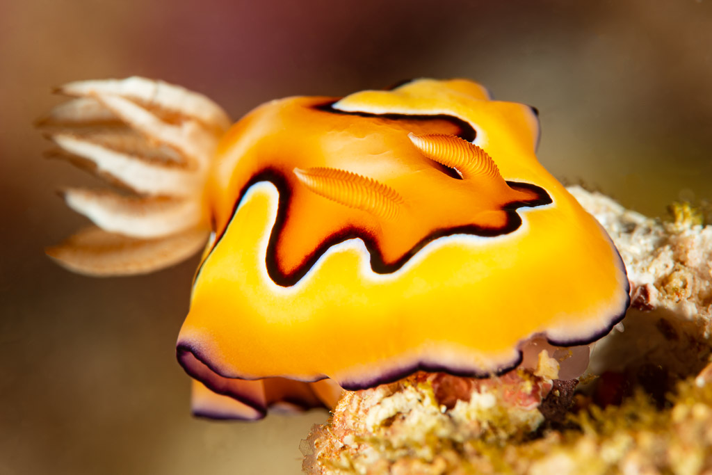 Co's chromodoris nudibranch with feathery gills, close-up, Raja Ampat, Indonesia