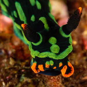 Kubaryana's nembrotha nudibranch with orange rhinophores, front view, Raja Ampat, Indonesia