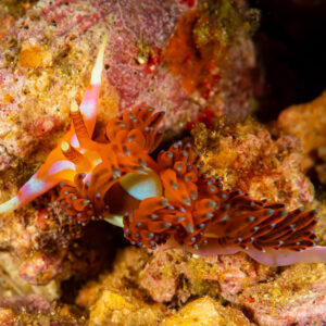 Orange aeolid nudibranch with red cerata on pink encrusted rock, Raja Ampat, Indonesia