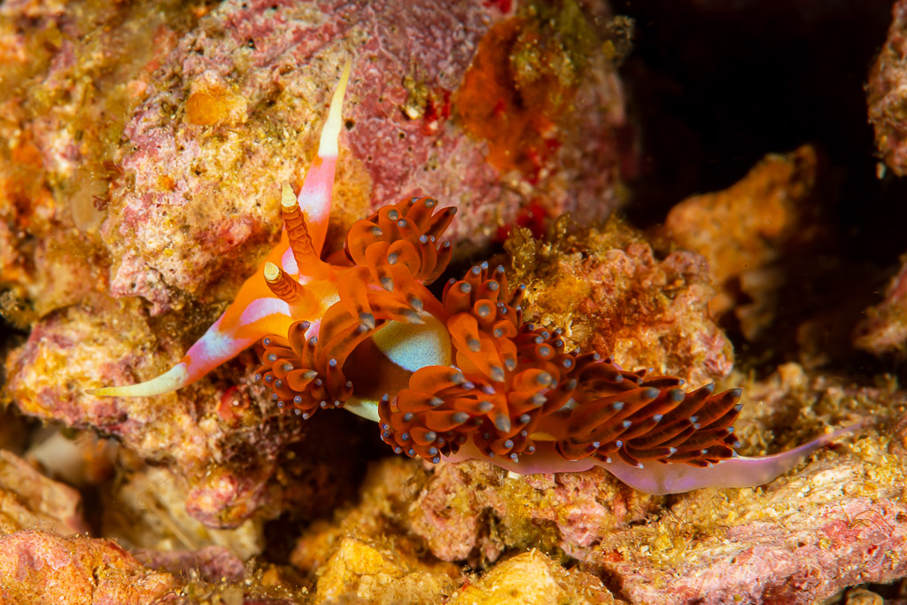 Orange aeolid nudibranch with red cerata on pink encrusted rock, Raja Ampat, Indonesia