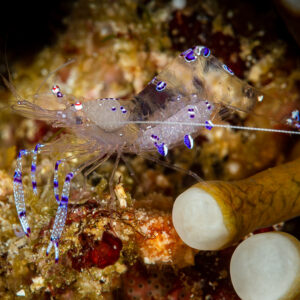 Sarasvati anemone shrimp with violet spots beside an anemone, Raja Ampat, Indonesia