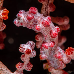 Red pygmy seahorse on its gorgonian, vertical framing, Raja Ampat, Indonesia