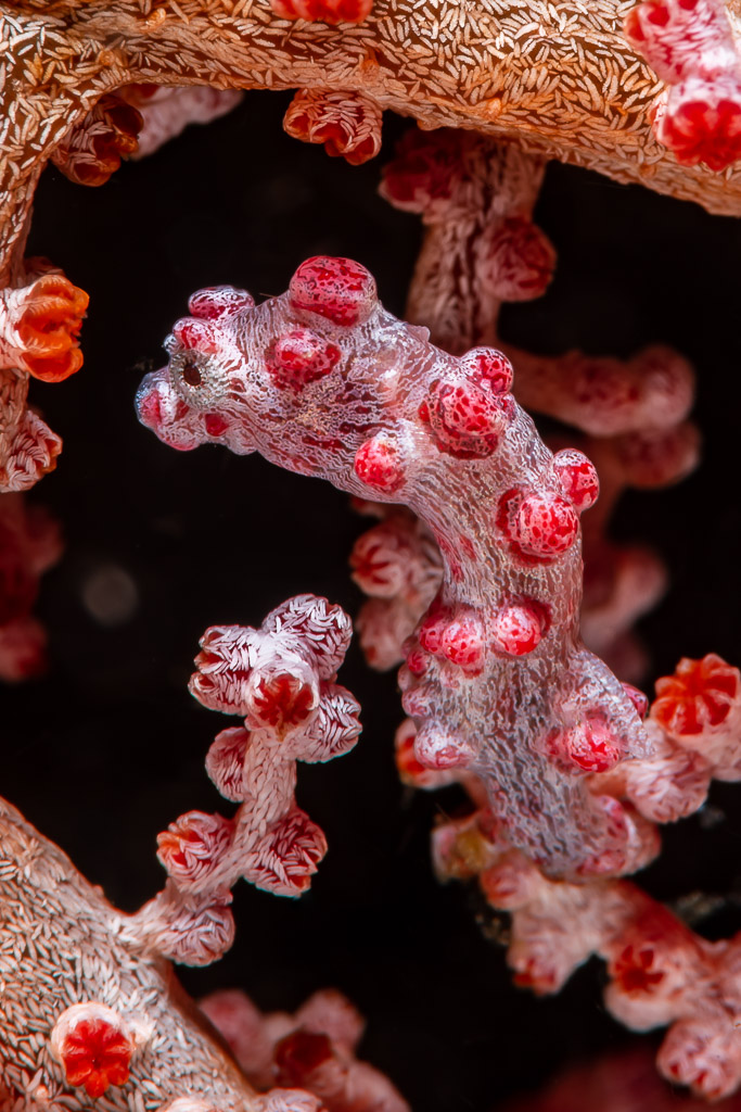 Red pygmy seahorse on its gorgonian, vertical framing, Raja Ampat, Indonesia