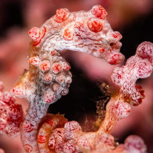 Red pygmy seahorse curled tail on gorgonian branch, close-up, Raja Ampat, Indonesia