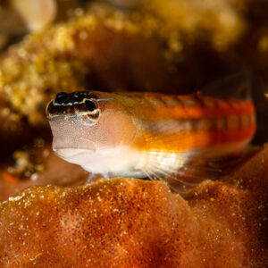 Blennie corallienne aux lignes orange posée sur une éponge orange, Raja Ampat, Indonésie